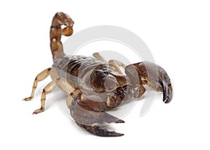 Shiny Burrowing Scorpion