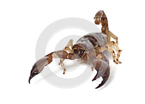 Shiny Burrowing Scorpion