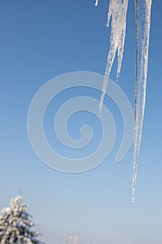 Shiny clear ice icicles hang on a clear day.