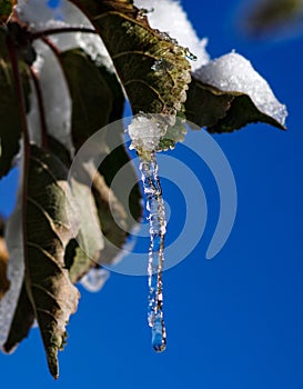 shiny clear ice icicles hang on a clear day