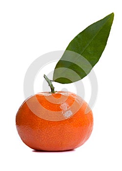 Shiny Clementine Fruit