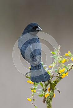 Shiny cowbird in Calden forest environment, photo