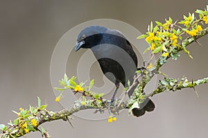 Shiny cowbird in Calden forest environment, photo