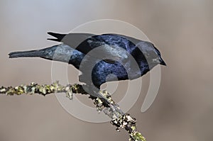Shiny Cowbird, Molothrus bonariensis, Calden Forestenvironment,