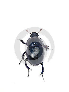 Shiny dark blue dor beetle isolated on white