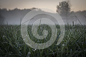 Shiny dew drops of grass and silky spider webs