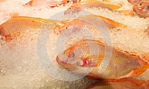 Shiny fresh fish on ice at a super market,close-up view