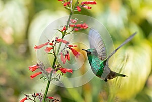 Shiny and glittering green hummingbird flying next to red flowers in natural sunlight