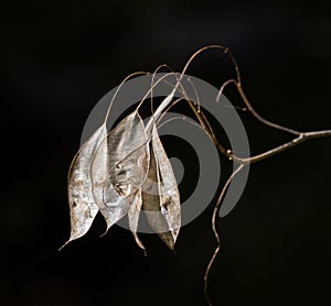 Shiny and golden seed pods of lunaria rediviva on dark background