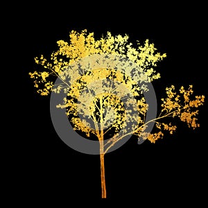 Shiny golden tree with leaves isolated on black background. Design element