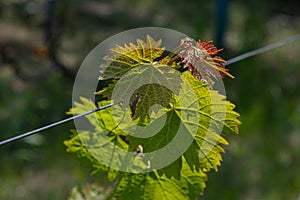 Shiny grape leaves closeup in bright sunlight on blurred background with copy space. Fresh young branches of grapevine at vineyard