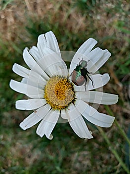 Shiny Green Beatle Bug on White Daisy Flower Close Up Detail