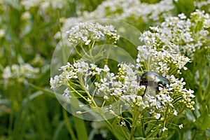 A shiny green beatle on a flower in forest