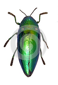 Shiny Green Beetle