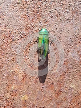 shiny green beetle crawls on a steel barrel