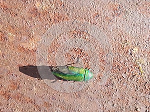 shiny green beetle crawls on a steel barrel