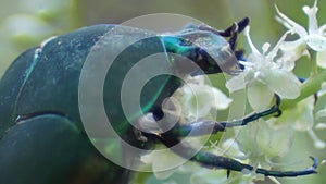 Shiny Green Beetle Devouring a Flower