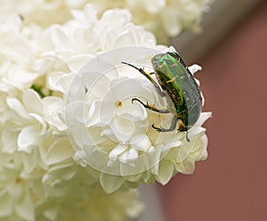 A Shiny Green Beetle on Lilac Flower Branch Closeup, Macro Photo of Flower Chafer on Spring Blossom