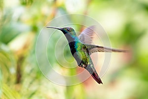 Shiny green and blue hummingbird flying with blurred green background