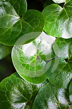 Shiny green leaves of asarabacca (Asarum europaeum)