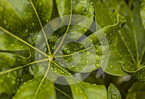 Shiny, green leaves and rain drops.