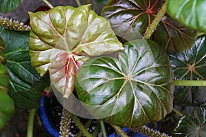 Shiny green leaves of Rhizomatous Begonia