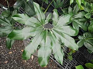 Shiny green and unique shape leaf of Philodendron Goeldii