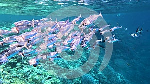 Shiny indian mackerel swimming in front of a colorful coral reef in the red sea