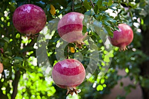Shiny, juicy and red pomegranate on the three photo