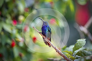 Shiny Lazuline sabrewing hummingbird (Campylopterus falcatus), Rogitama Biodiversidad, Colombia photo