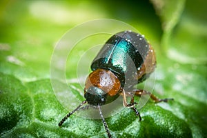 Shiny Leaf Beetle