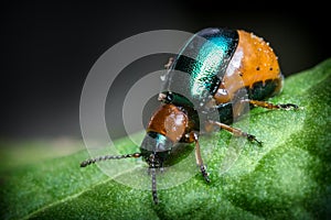 Shiny Leaf Beetle