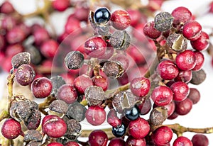 Shiny-Leaf Prickly Ash - Zanthoxylum nitidum Roxb. DC. herb fruits