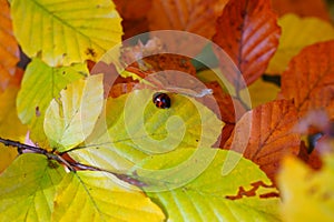 Shiny leaves in autumnal colors with Harlequin ladybug