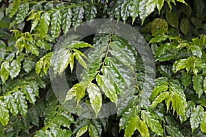 Shiny leaves at `Bosque da Freguesia`, Freguesia Forest Public Park photo