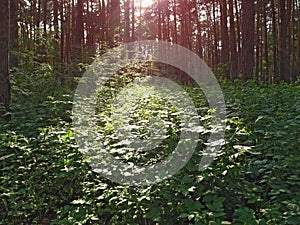 Shiny leaves on the bushes in a dense forest