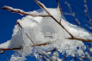 shiny leaves with glittering ice and blue sky