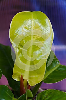 A shiny lime green color leaf of Philodendron Moonlight, a popular tropical houseplant