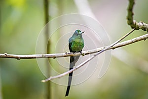 Shiny long-tailed sylph (Aglaiocercus kingii) facing camera perched on a branch, Cocora valley, Columbia
