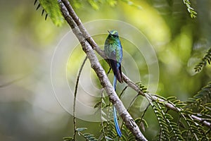 Shiny long-tailed sylph (Aglaiocercus kingii) facing camera perched on a hanging branch, natural green background,
