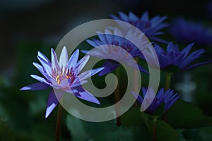 Shiny lotus