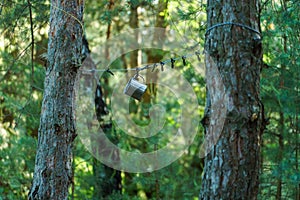 A shiny metal mug is hanging on a hook in the woods by a tree. A rope is stretched between the trees around the tent camp. Tourist