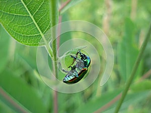 Shiny metallic irridescent dogbane beetle photo