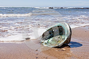 Shiny nacre Abalone shell washed ashore onto beach photo