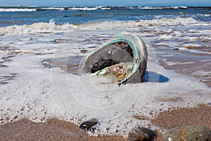 Shiny nacre Abalone shell washed ashore onto beach photo