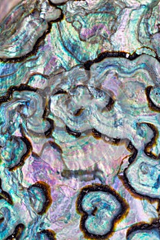 Shiny nacre of Paua or Abalone shell background photo