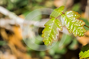 Shiny Pacific Poison oak Toxicodendron diversilobum leaves, California photo