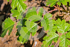 Shiny Pacific Poison oak Toxicodendron diversilobum leaves growing close to the ground, California photo