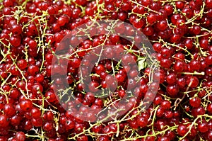 Shiny pile of ripe redcurrant berries