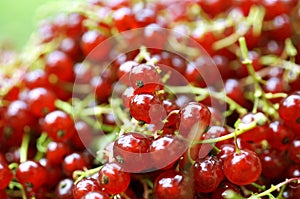 Shiny pile of ripe redcurrant berries